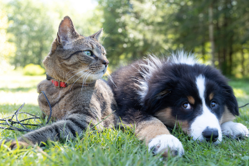 Runaway dog or cat - this is what you need to do!