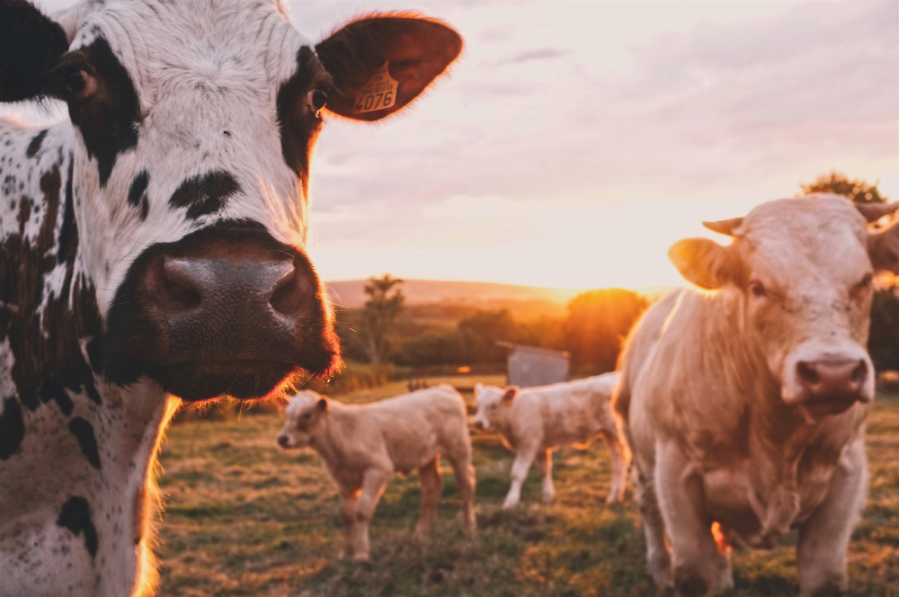 Smart GPS for cows - for a more modern animal care
