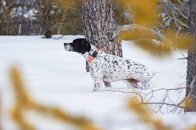 MiniFinder Atto: The GPS tracker that tracks your dog