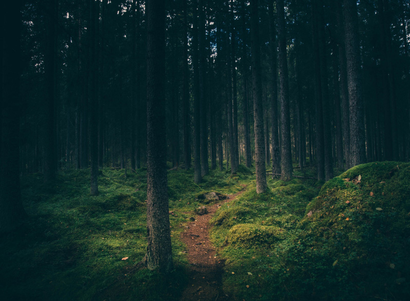 How to avoid getting lost in the forest